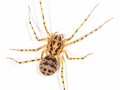 Scytodes thoracica